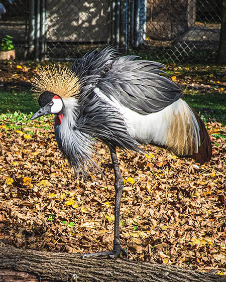 Detroit Zoo